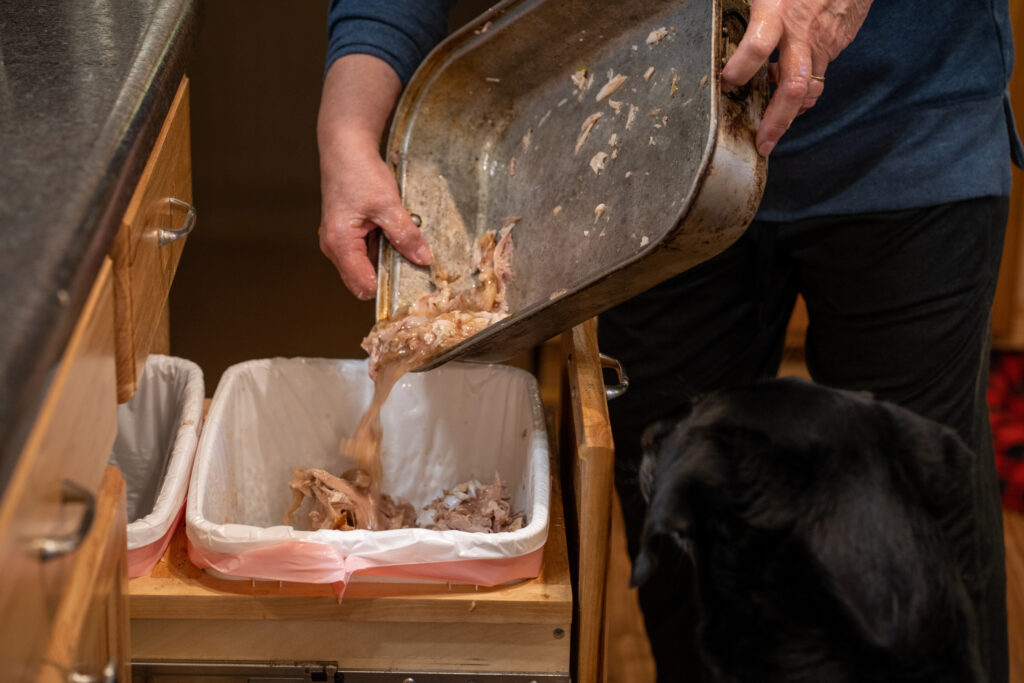 Woman disards the bones and waste of a Thanksgiving turkey