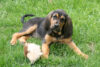 Photo 5265128 / bloodhound puppy © patricia elfreth | dreamstime. Com