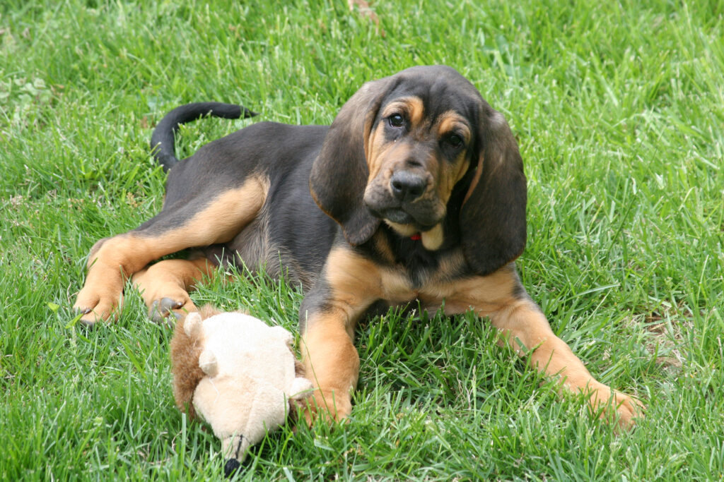 Photo 5265128 / Bloodhound Puppy © Patricia Elfreth | Dreamstime.com
