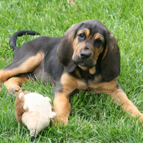 Photo 5265128 / bloodhound puppy © patricia elfreth | dreamstime. Com
