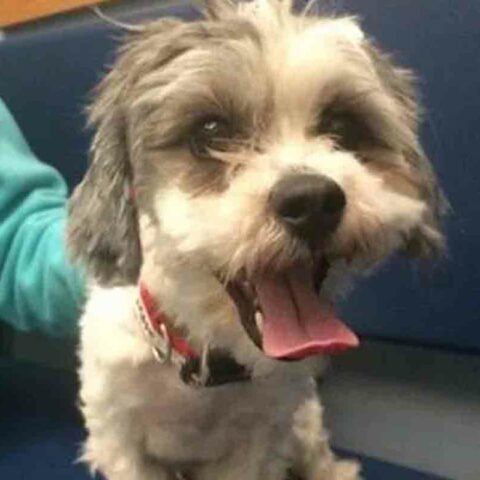 Alessio, a 3-year-old havanese mix killed by a dog daycare worker,