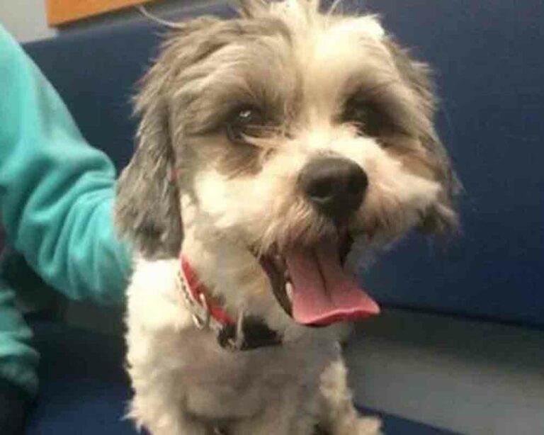 Alessio, a 3-year-old havanese mix killed by a dog daycare worker,