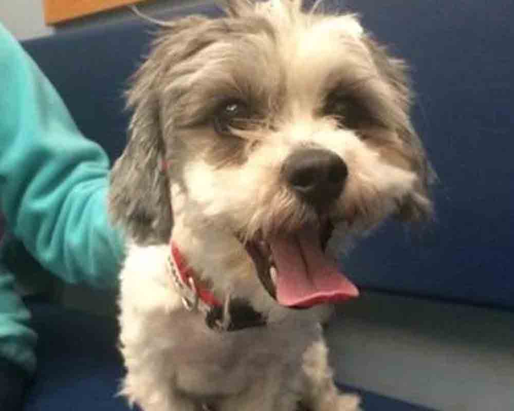 Alessio, a 3-year-old Havanese mix killed by a dog daycare worker,