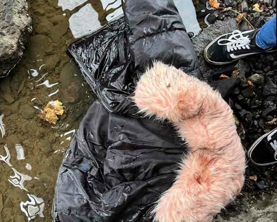 A jacket matching the description of the one worn by missing New York 14-year-old
