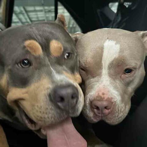 These pups were found in the area of north main street this morning. The male on the left and the female on the right were not wearing collars.