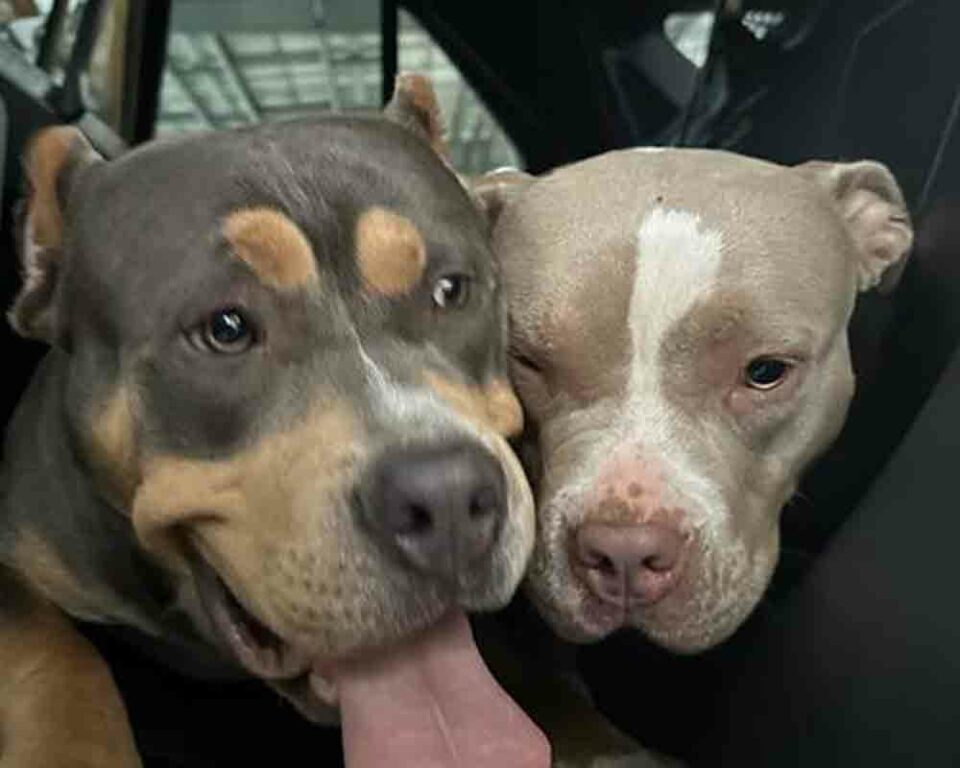 These pups were found in the area of North Main Street this morning. The male on the left and the female on the right were not wearing collars.