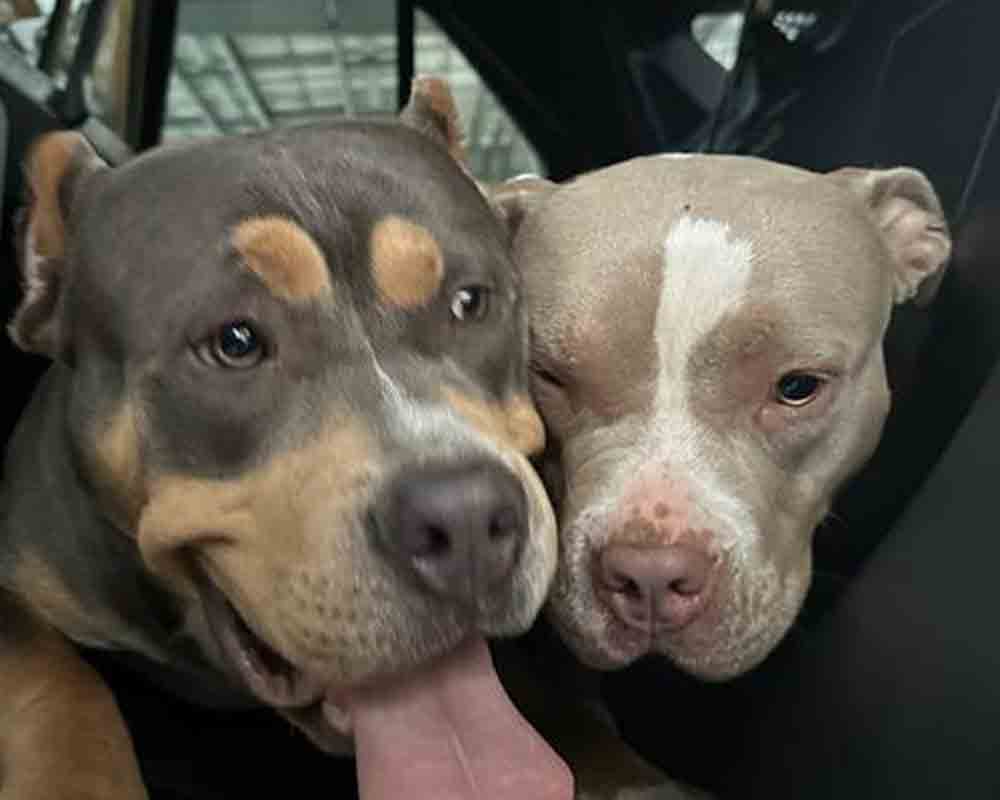 These pups were found in the area of North Main Street this morning. The male on the left and the female on the right were not wearing collars.