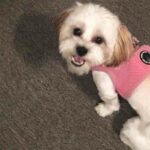 Madonna was last seen wearing a pink harness on Ocean Ave/Ludlow Ave in Spring Lake - she was found by a good Samaritan who took her to be scanned for a microchip.