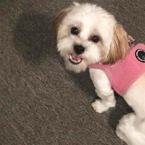 Madonna was last seen wearing a pink harness on ocean ave/ludlow ave in spring lake - she was found by a good samaritan who took her to be scanned for a microchip.