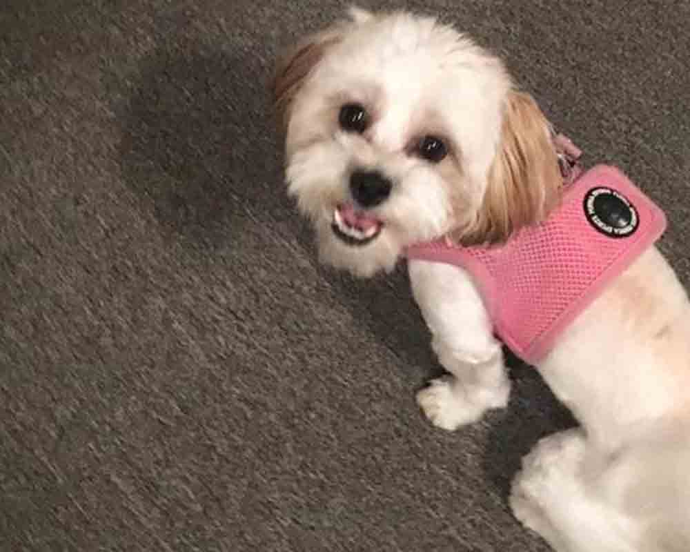 Madonna was last seen wearing a pink harness on Ocean Ave/Ludlow Ave in Spring Lake - she was found by a good Samaritan who took her to be scanned for a microchip.