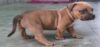 Armed home invaders steal puppy after assaulting owner in d. C.