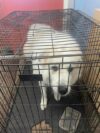 Stray dog found in howell township