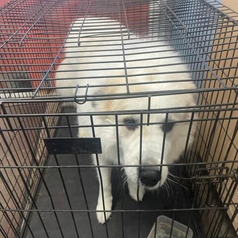 Stray dog found in howell township - photo licensed by shore news network.