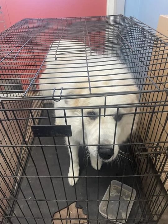 Stray dog found in Howell Township