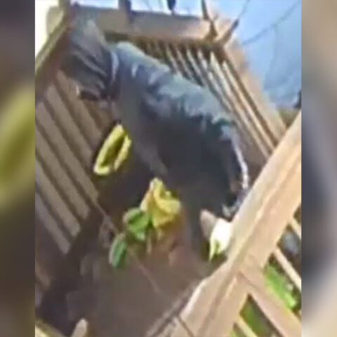 Philadelphia police said this man even stole a child's piggy bank during home burglary - photo licensed by shore news network.