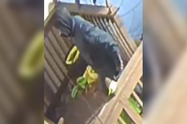 Philadelphia police said this man even stole a child's piggy bank during home burglary