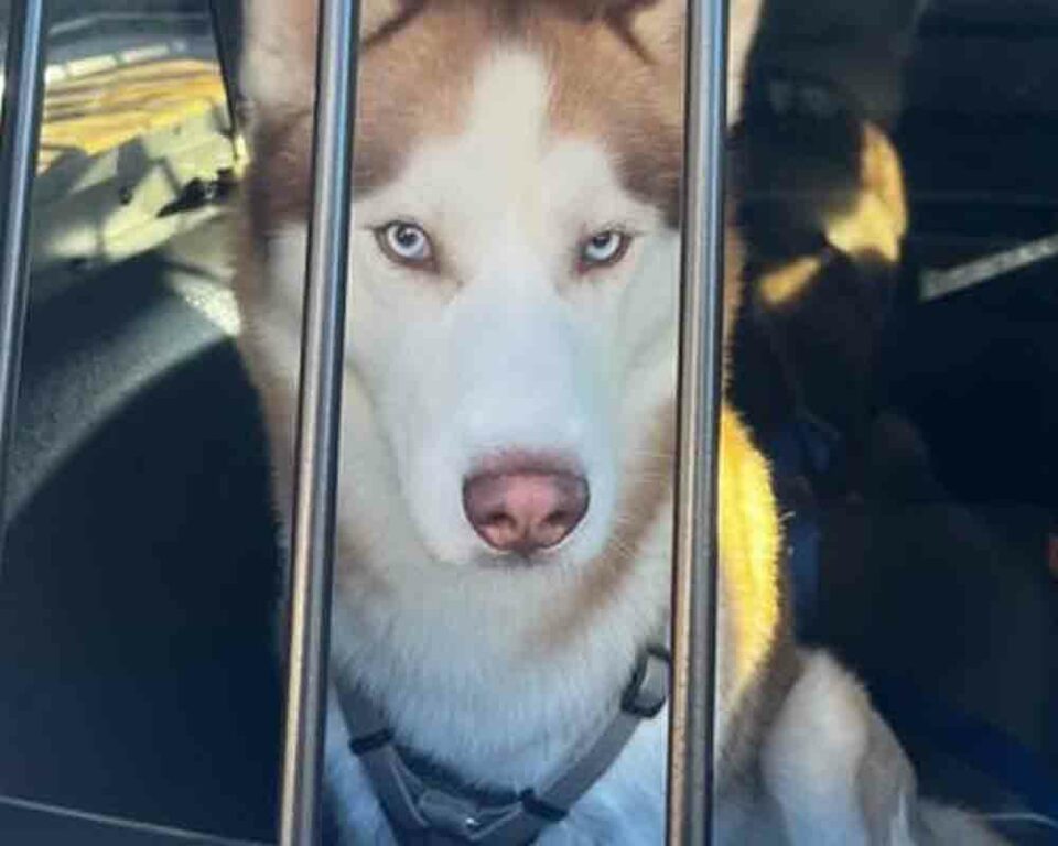 Teaneck police officers find stray dog near Overpeck Park
