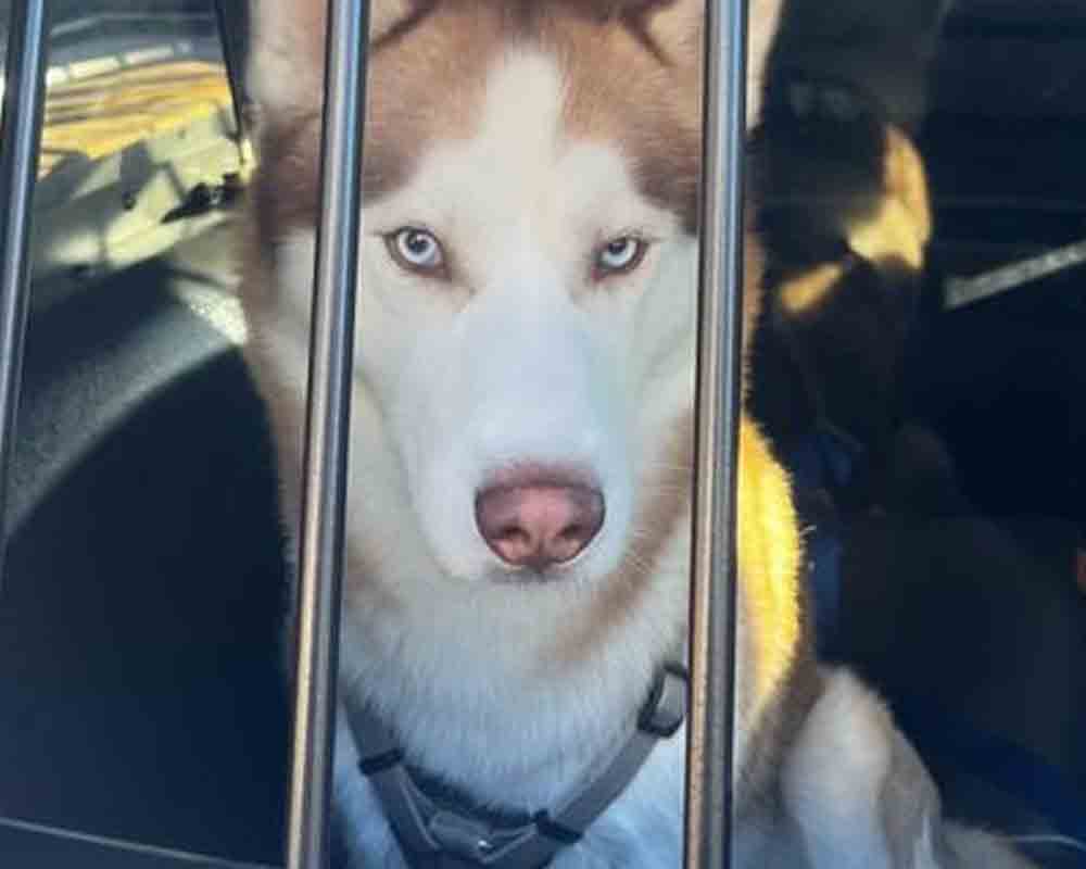 Teaneck police officers find stray dog near Overpeck Park