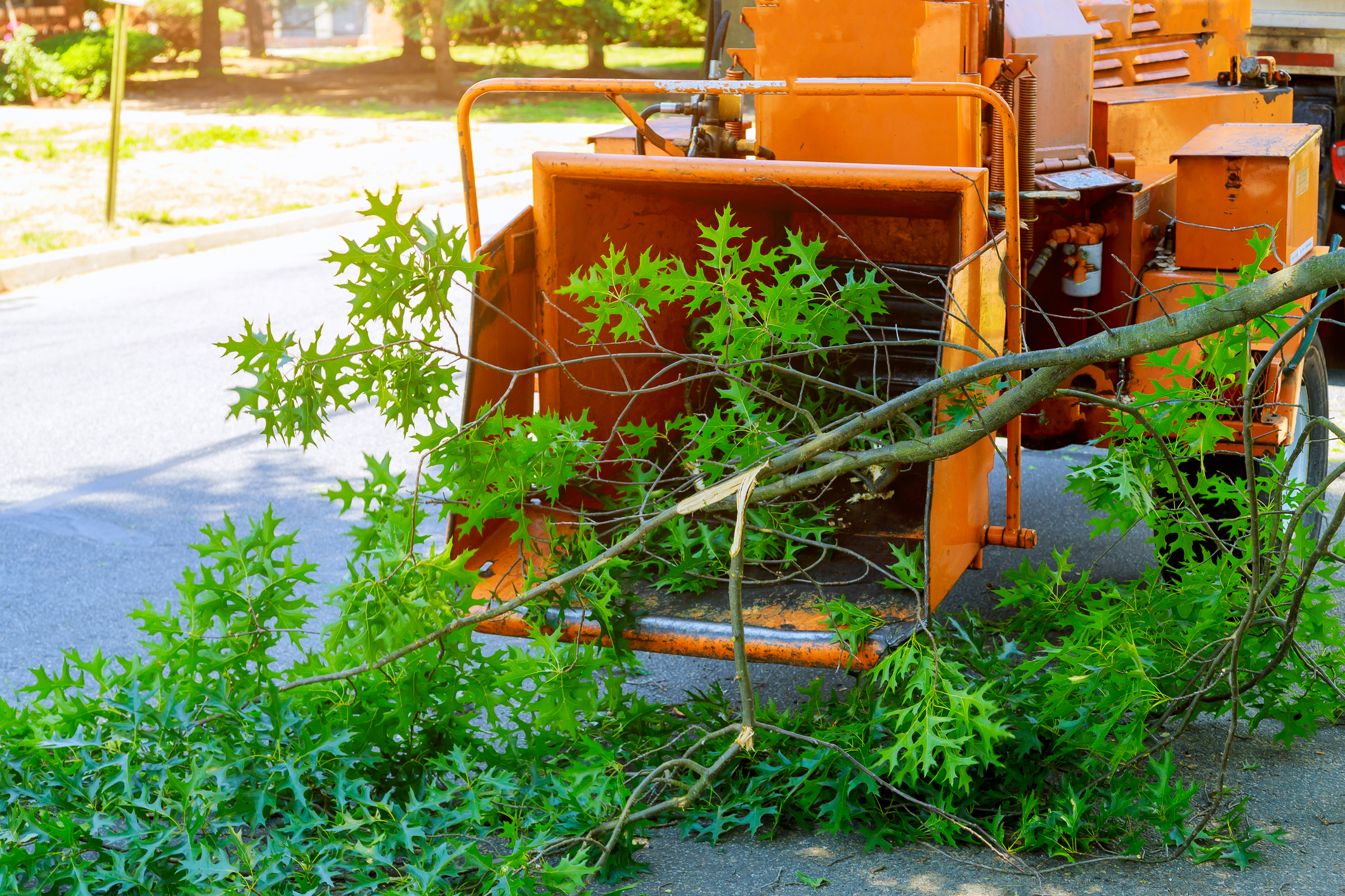 Proposed Jackson Township Shade Tree ordinance is a shady self-profiting power move