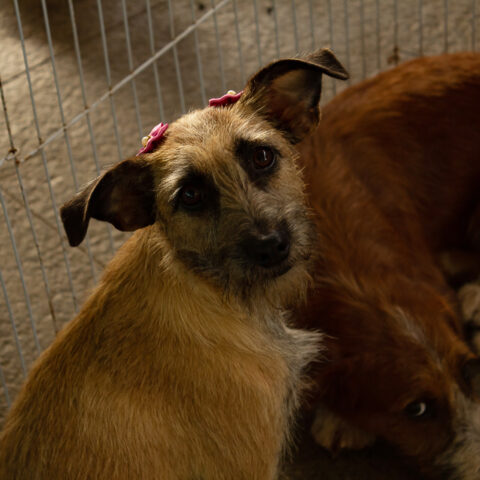 Animal rescuers battled through filth, feces, and urine to rescue hundreds of cats and dogs - photo licensed by shore news network.