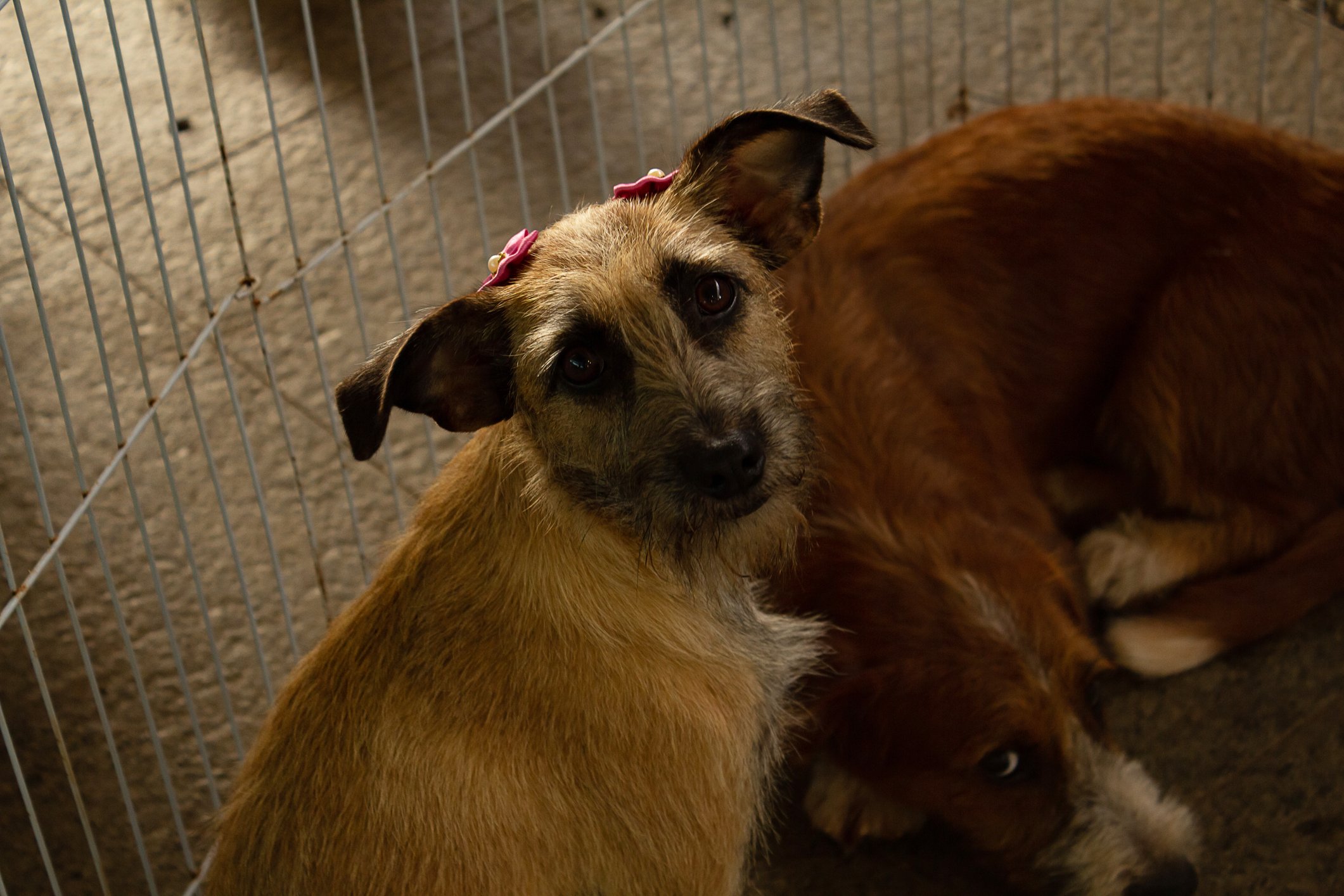 Animal rescuers battled through filth, feces, and urine to rescue hundreds of cats and dogs