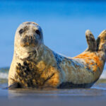 Grey Seal, Halichoerus grypus, detail portrait in the blue water.