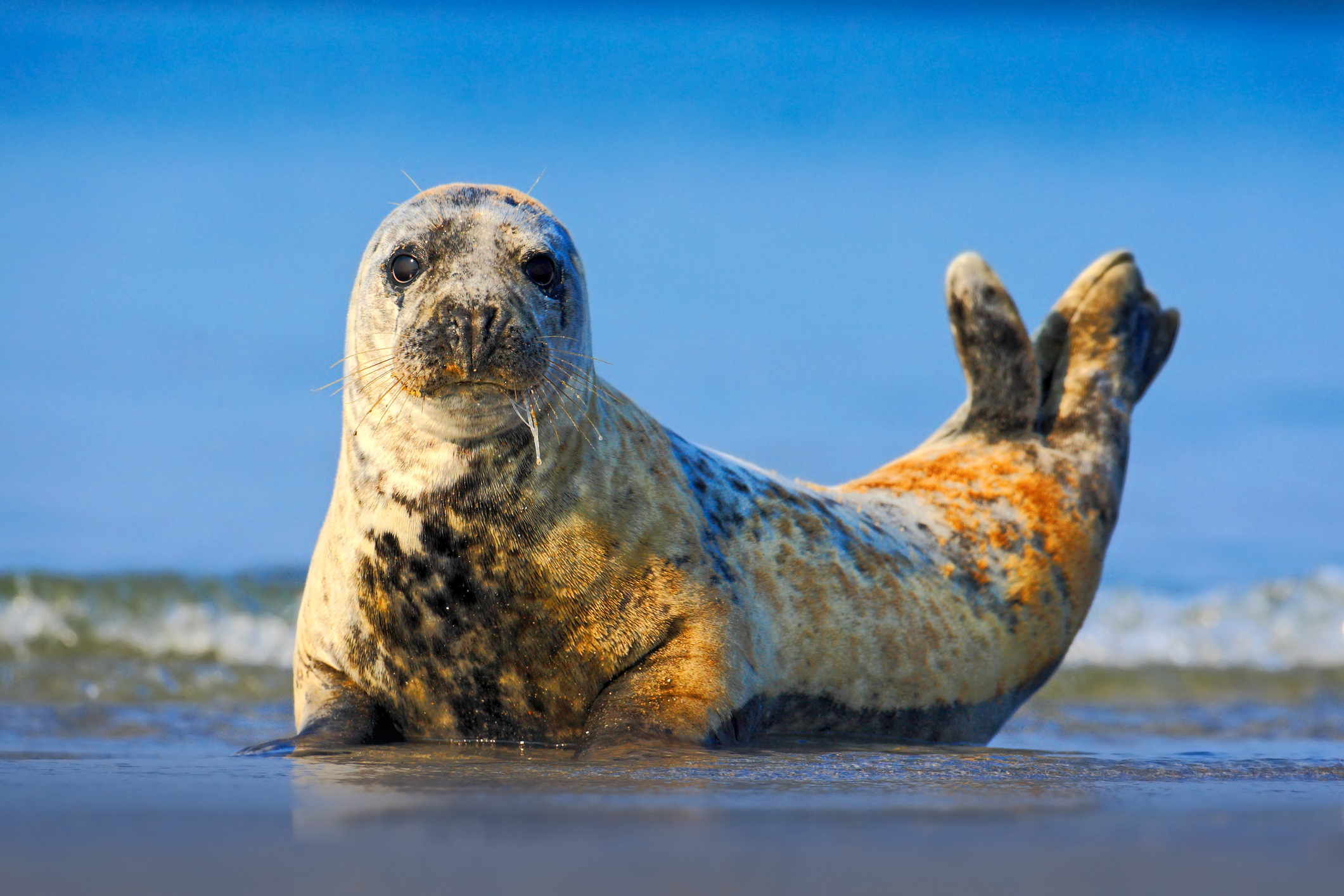 Grey Seal, Halichoerus grypus, detail portrait in the blue water.