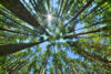 Looking at the sky in a forest of pine trees.