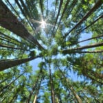 Looking at the sky in a forest of pine trees.