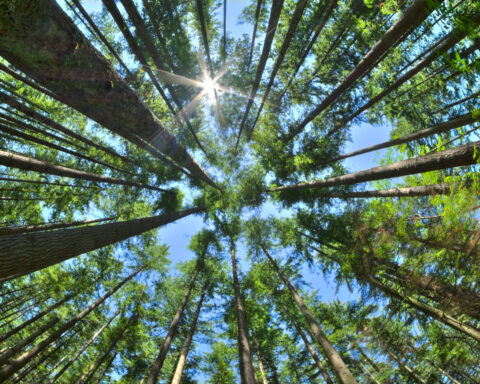 Looking at the sky in a forest of pine trees.