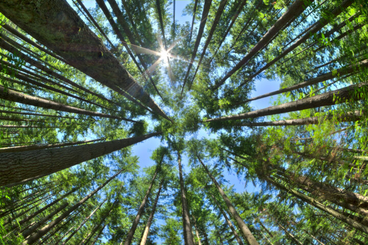 Looking at the sky in a forest of pine trees.
