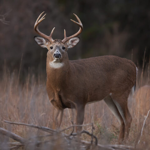 White-tailed deer buck
