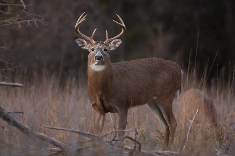White-tailed deer buck