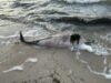 Photo by marine mammal stranding center