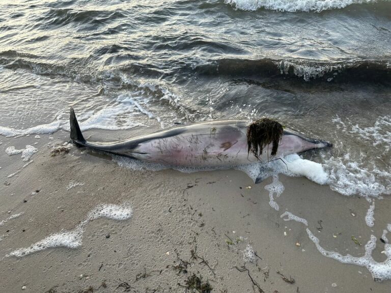 Photo by Marine Mammal Stranding Center