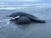 Sixth dead whale washes up at the jersey shore as environmentalists blame murphy's offshore wind farm