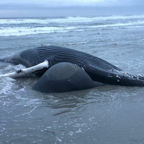 Sixth dead whale washes up at the jersey shore as environmentalists blame murphy's offshore wind farm - photo licensed by shore news network.
