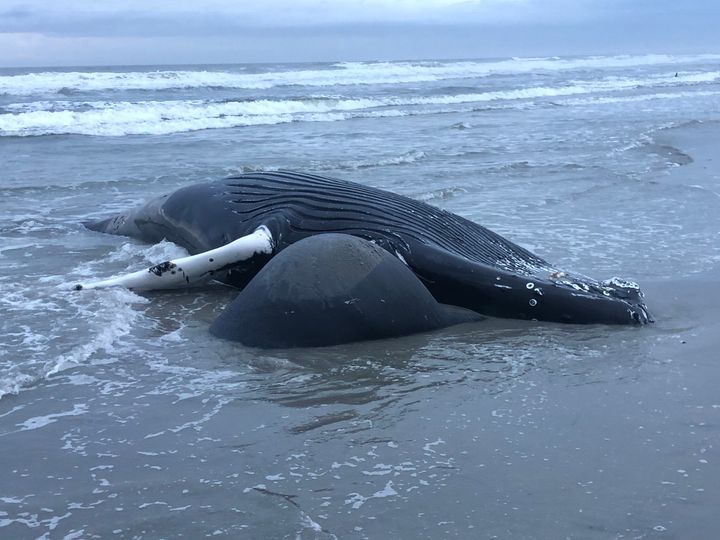 Sixth dead whale washes up at the Jersey Shore as environmentalists blame Murphy's offshore wind farm