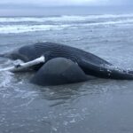Whale washed ashore in Brigantine. Photo provided by NOAA.