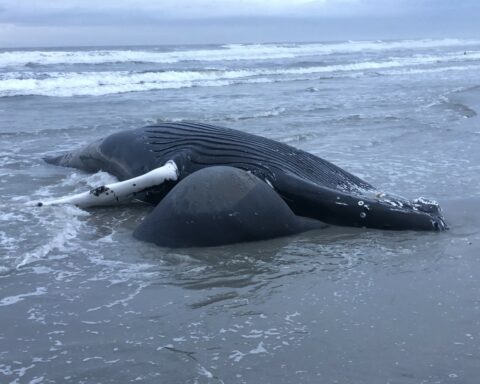 Whale washed ashore in Brigantine. Photo provided by NOAA.