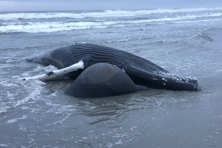 Whale washed ashore in Brigantine. Photo provided by NOAA.
