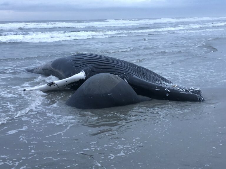 Whale washed ashore in brigantine. Photo provided by noaa.