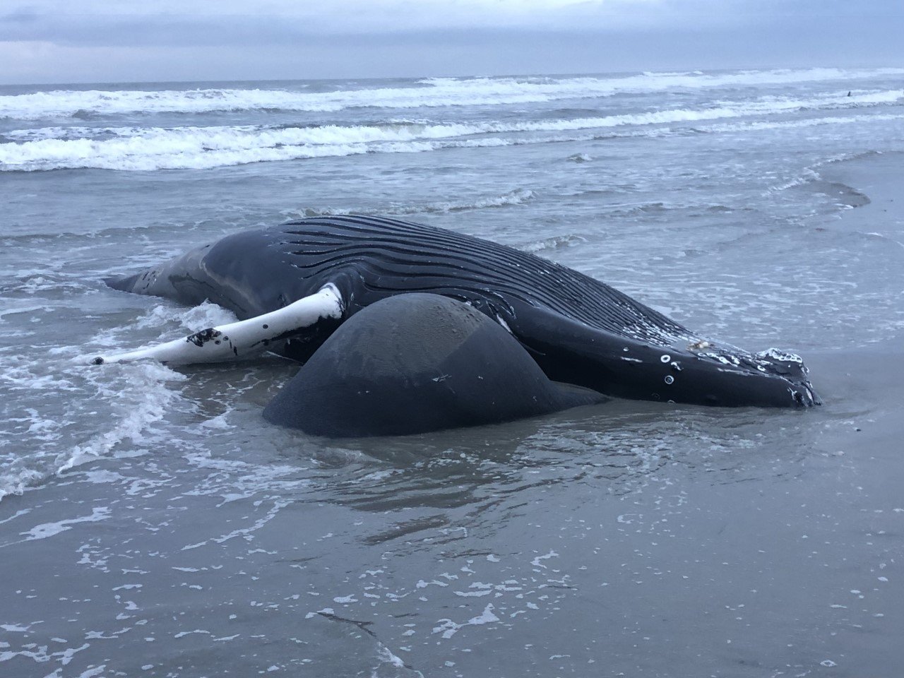 Whale washed ashore in Brigantine. Photo provided by NOAA.