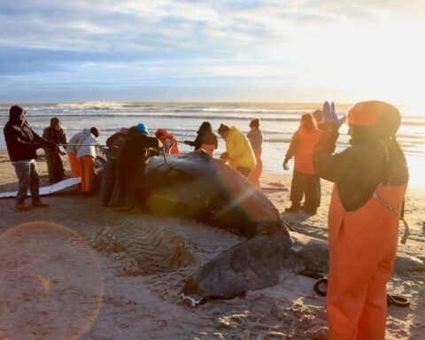 Humpback whale in Brigantine. Photo by MMSC