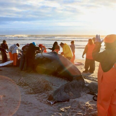 Humpback whale in brigantine. Photo by mmsc