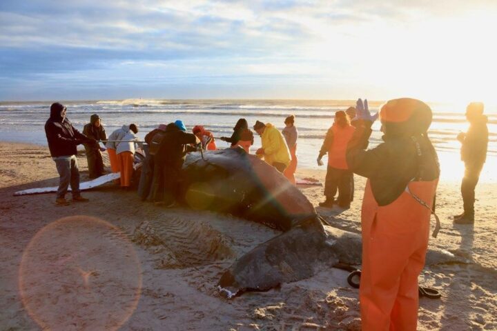 Humpback whale in Brigantine. Photo by MMSC