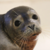 Harbor seall - photo by marine mammal stranding center. Png