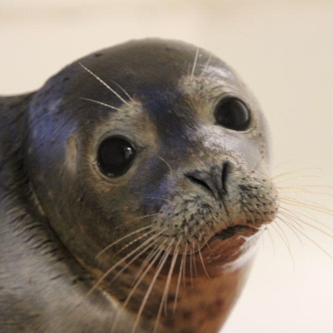Harbor Seall - Photo by Marine Mammal Stranding Center.png