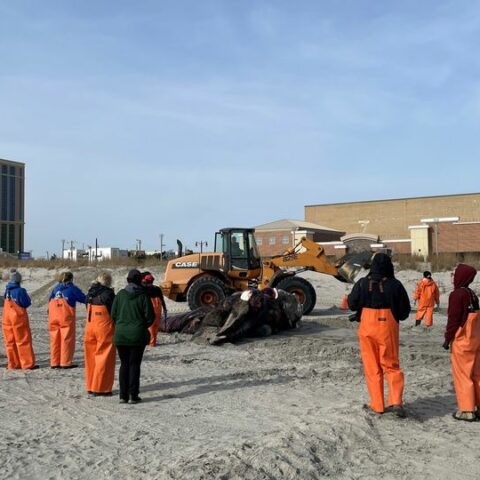 Humpback whale washed up at jersey shore. Photo by marine mammal stranding center