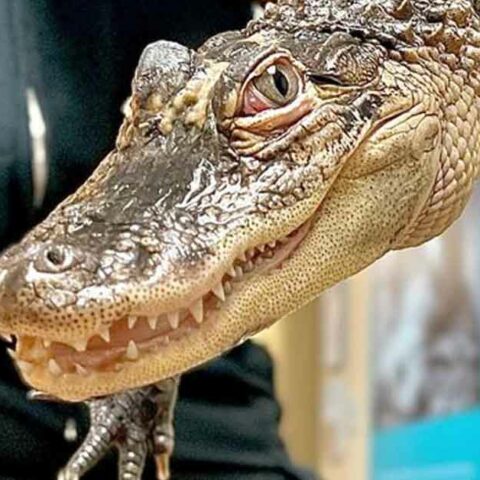 Owner of escaped jersey shore alligator facing charges - photo licensed by shore news network.